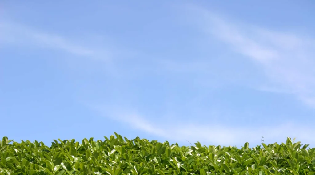 Dense laurel hedge foliage