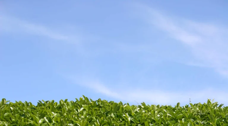 Dense laurel hedge foliage