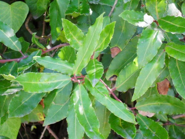 Bay laurel leaves