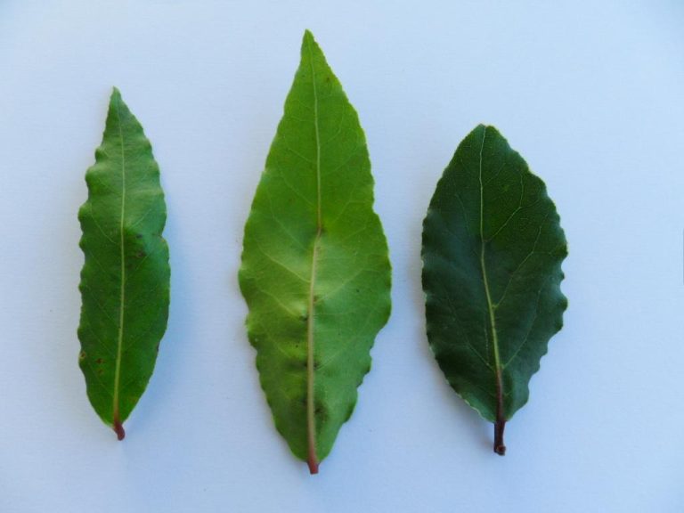 Fresh bay leaves