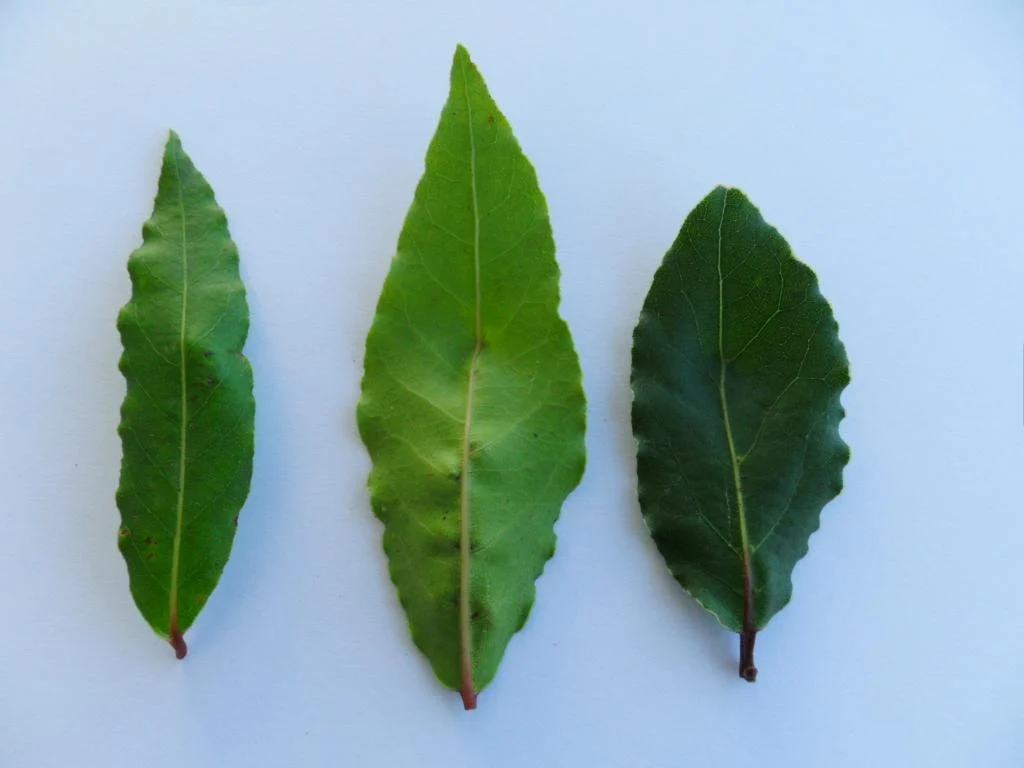 Fresh bay leaves
