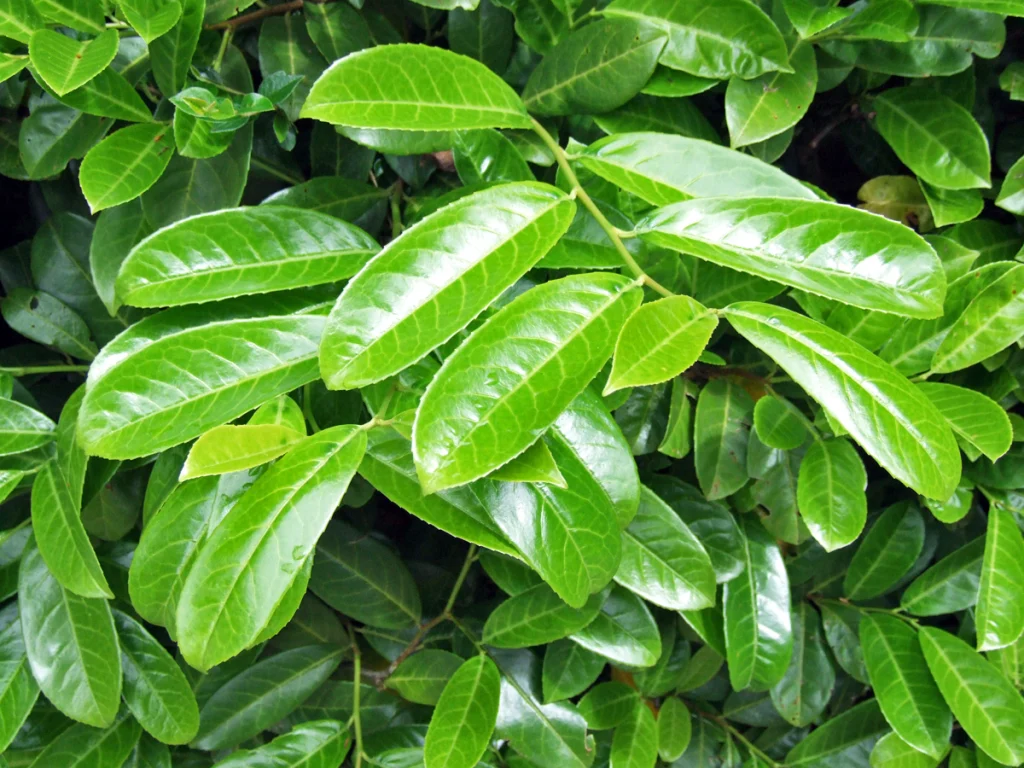 Cherry laurel hedge with large glossy leaves