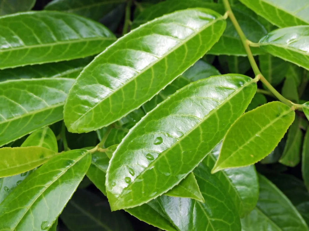 Glossy cherry laurel leaves