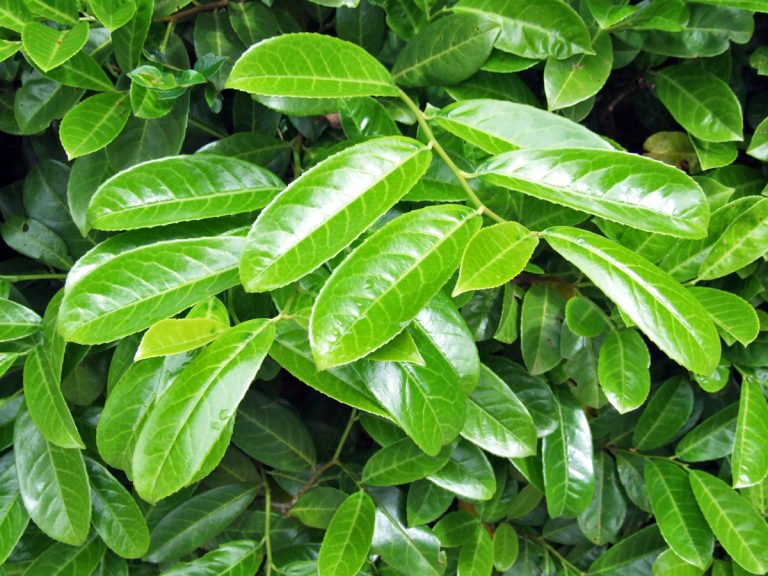 Cherry laurel hedge with large glossy leaves