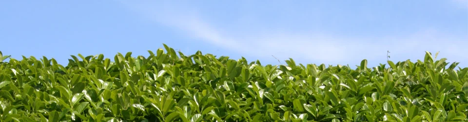 Laurel hedging header image