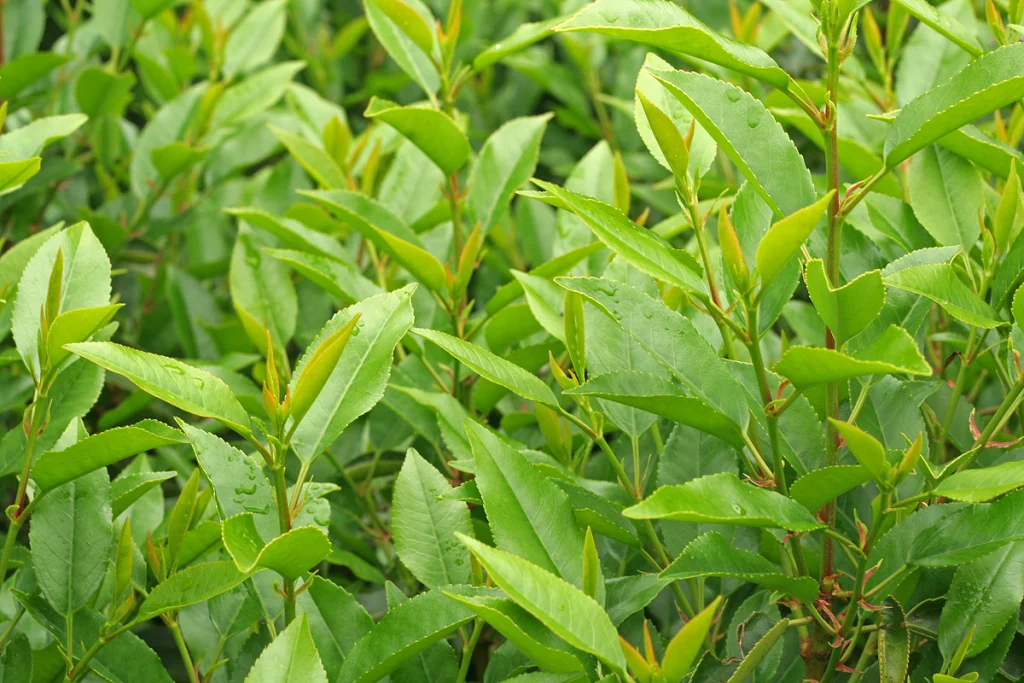Portuguese laurel foliage with red stems